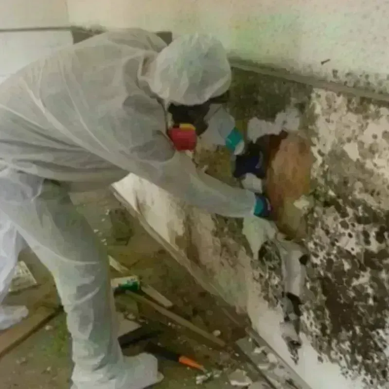 Mold Remediation and Removal in Norwich, NY